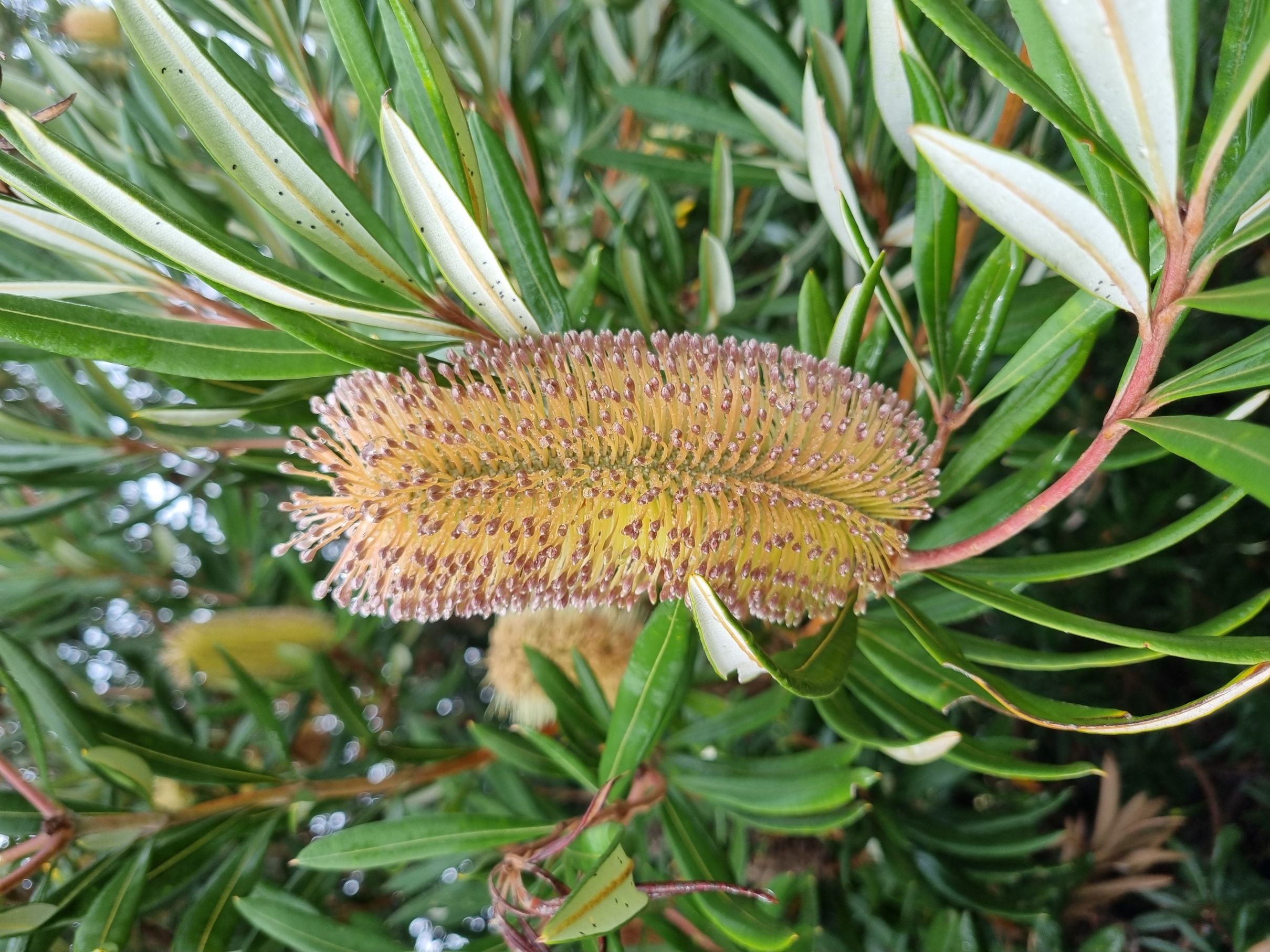 integrifolia var monticola